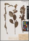 Foto von Salix caprea L. x Salix repens L.